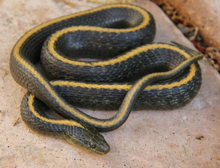 Santa Cruz Garter Snake